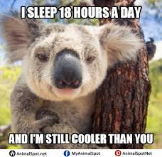 Koala Bear Meme Koala Bear Funny Koala Koala
