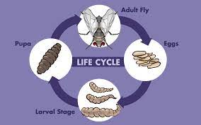 Maggot Facts Where They Come From And How To Get Rid Of Them Dengarden
