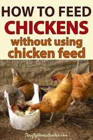 Feeding Chickens Without Chicken Feed The Thrifty Homesteader Chicken Feed Food For Chickens Snacks For Chickens