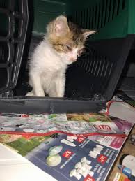Annesinin Reddettigi Kediyi Sahiplendirmek Istiyorum Istanbul Sokak Kedisi Kedi Sahiplendirme
