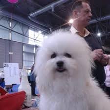 Advice from breed experts to make a safe choice. Bolognese Breeders And Kennels