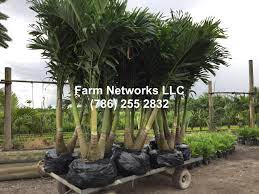 Field Grown Adonidia Merrillii Christmas Palm