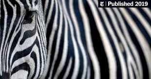 The plains zebra is found across east and southern africa savannahs but continued population decline threatens its survival. Why Do Zebras Have Stripes Scientists Camouflaged Horses To Find Out The New York Times
