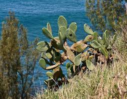 With edible pads, flowers and fruit, opuntia cactus growing prickly pear cactus. Prickly Pear Cacti In Hawaii Ouch The Private Naturalist