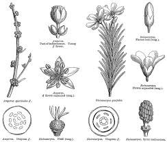 Image result for Euphorbiaceae