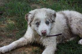 Hope Lilac Merle Female Border Collie Puppies For Sale Border Collie Border Collie Puppies