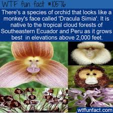 A Monkey Faced Orchid Named Dracula