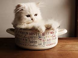 Check spelling or type a new query. 6 Makanan Kucing Persia Yang Bagus Untuk Bulu Begini Perawatannya Hot Liputan6 Com
