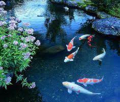 花と鯉と水面の輝き 花 池 鯉 藤枝市 玉露の里 鯉の池 鯉 画面の壁紙
