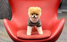 Boo Dog Wallpaper Boo Dog Wallpaper Boo The Dog Boo The Cutest Dog Cute Dog Wallpaper
