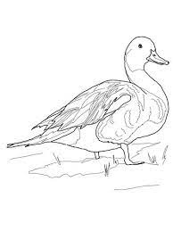 Coloriage Canard Pilet Coloriages A Imprimer Gratuits Pencil Drawings Of Animals Bird Drawings Bird Coloring Pages