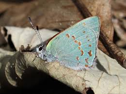 Image result for Alectra picta