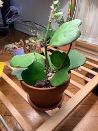 The hoya kerrii, also commonly known as the hoya heart, is known as the valentine or sweetheart plant because of its heart shape form. Is My Hoya Kerrii Sick She S Putting Out A New Leaf But All Her Old Leaves Are Wrinkly And Some Have White Specks I Also Feel Like They Re Thinner Softer Lighter And