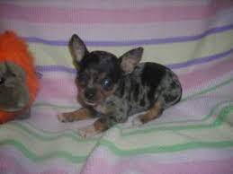 1 fox river grove teacup chihuahua. Chihuahua Puppies In Illinois