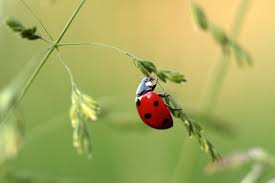 (here is a picture of some ladybug eggs on the back of a leaf.) stage 2: Fascinating Facts About Ladybugs That You Need To Share With Your Kids