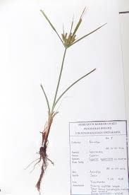 Image result for Cyperus cyperoides