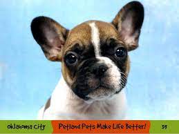 Find french bulldogs and puppies from oklahoma breeders. French Bulldog Dog Cream Id 2883443 Located At Petland Oklahoma City Tulsa