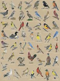 State Birds Compilation With States And Names State Birds Birds Animal Art