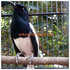 Fenomena Kacer Tipe Panas Dan Kacer Tipe Dingin Agar Gacor