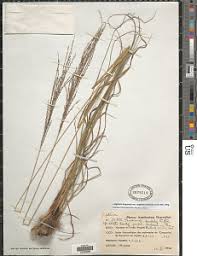 Image result for Digitaria diagonalis