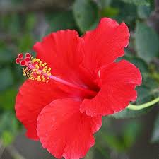 Tentu kemampuan untuk tetap fokus mewarnai juga perlu dipertimbangkan. Google Gambar Bunga Sepatu