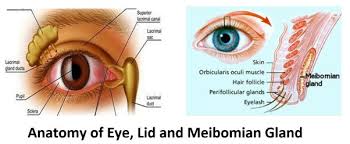 Image result for Blepharis transvaalensis