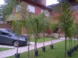 3 decoraciones centro mesa mini piñata cactus nopal fiesta m. Terrario De Cactus Y Suculentas Centro De Mesa Diseno 340 00 En Mercado Libre Jardin Con Palmeras Suculentas Jardin Suculentas