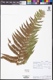 Image result for Amauropelta bergiana