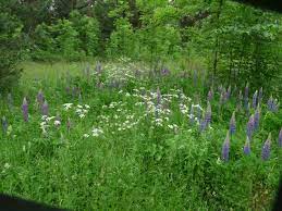 July 22, 2021 kleiner gelber vintage boler übertopf. 10 06 Kahla Hornissenberg Beckerskirchhof Milda 15 Km J Bohnhardt Clubbilder S Blog