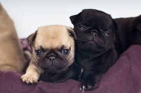 The Real Information About Teacup Pugs You Cant Afford To Miss