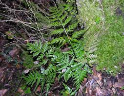 Image result for Asplenium uhligii