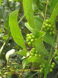 Image result for Smilax anceps