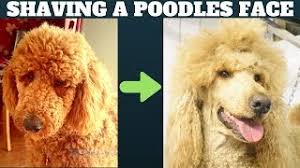 Whether you love a classic poodle look with a shaved face, or enjoy a teddy bear appearance; How To Shave A Poodles Face Dog Grooming Tutorial Standard Minature Or Toy Poodle Youtube