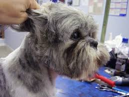 The frequency of dog clipper blade sharpening depends on how often and intensively they are used, what type of coat you cut, and, finally, what if you notice the blades aren't sharp enough, sharpen dog clippers again following all the steps you have passed through. Dog Groomers Scissors Pet Clipper Blade Sharpening Services Sharp And Sharper