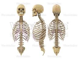 The front plane transitions to side plane right where the costal cartilage connects to the ribs. Viewmedica Stock Art Skull Spinal Column And Rib Cage Multiple Views