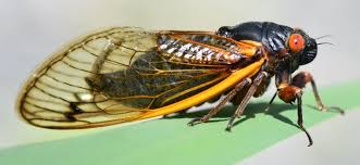 Cicadas, he added in apparent disbelief. Cicada Insect News Facts Life Cycle Photos Sounds Cicada Mania
