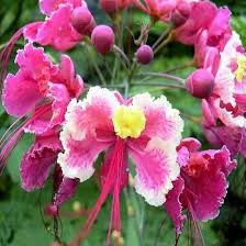Image result for Caesalpinia