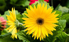 Image result for Gerbera jamesonii