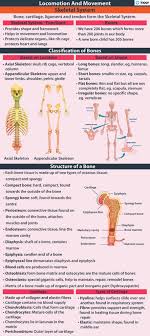 The radius and ulna are two parallel bones which extend from your elbow to your wrist. Skeletal System Parts Structure Functions Bones Videos Examples