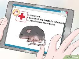 Check spelling or type a new query. 4 Ways To Care For A Baby Wild Mouse Wikihow