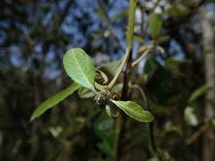 Image result for Hugonia elliptica