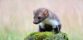 Een steenmarter lijkt op een poes maar is veel slanker en heeft een specifieke manier van lopen. Steenmarter Natuurpunt