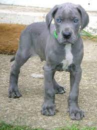 Blue Great Dane Puppies For Sale Zoe Fans Blog Great Dane Puppy Blue Great Dane Puppies Dane Puppies
