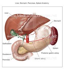 Check spelling or type a new query. Liver Stomach Pancreas Spleen Anatomy Medical Stock Images Company