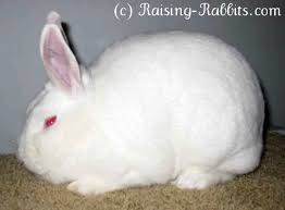 Despite their large size they are remarkably docile and easily. New Zealand Rabbits New Zealand White Red Black And Broken Rabbits