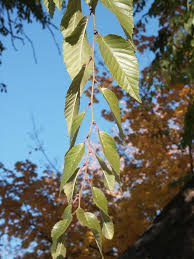 Image result for Ulmaceae