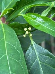 Image result for Polystachya ruwenzoriensis