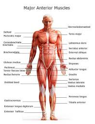 There are around 650 skeletal muscles within the typical human body. Major Muscles On The Front Of The Body Body Muscle Anatomy Muscle Anatomy Human Body Anatomy