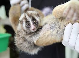 Slow lorises taken from the wild for the pet trade have their teeth pulled out to prevent them from biting — a job done with random tools and no protection from pain or infection. Slow Lorises Marmosets And Micro Pigs The Problem With Exotic Pet Trends