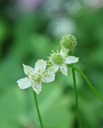 Image result for Aneilema nicholsonii